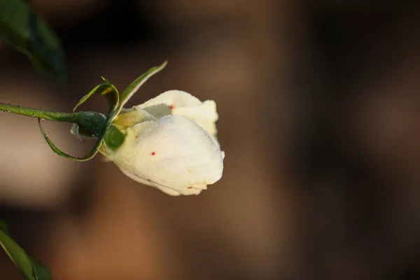 Eine Selektive Fokusaufnahme Einer Weißen Rose — Stockfoto