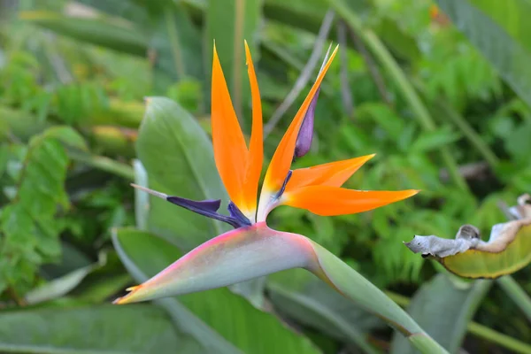 Primer Plano Una Flor Strelitzia Jardín Capturado Durante Día — Foto de Stock