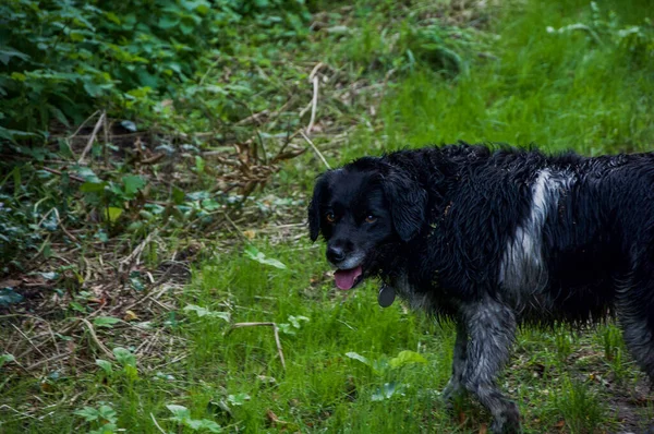 Черная Бродячая Собака Гуляет Лесу — стоковое фото