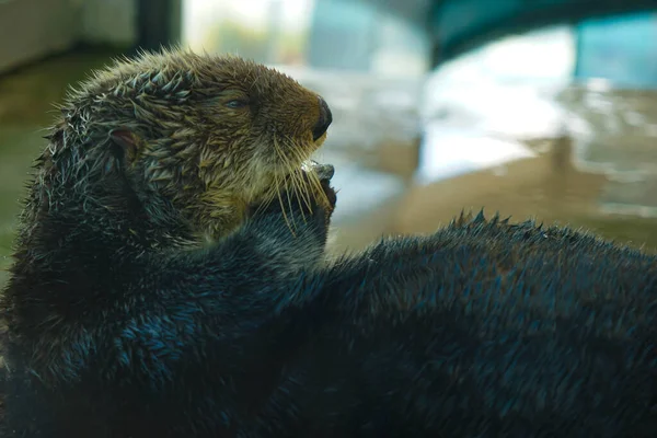 Een Selectieve Focusshot Van Een Otter — Stockfoto