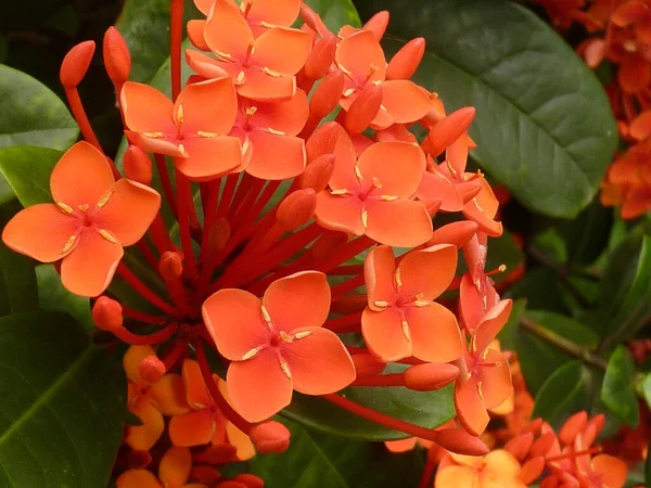 植物園で育てられたイクソラ王の花の束のクローズアップショット — ストック写真