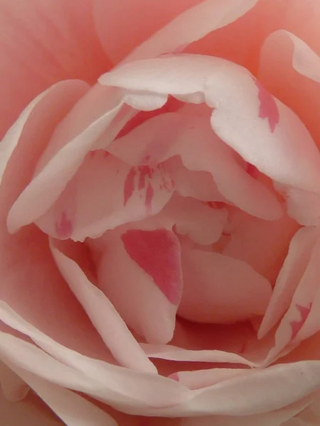 Ett Makro Rosa Camellia Blomma — Stockfoto