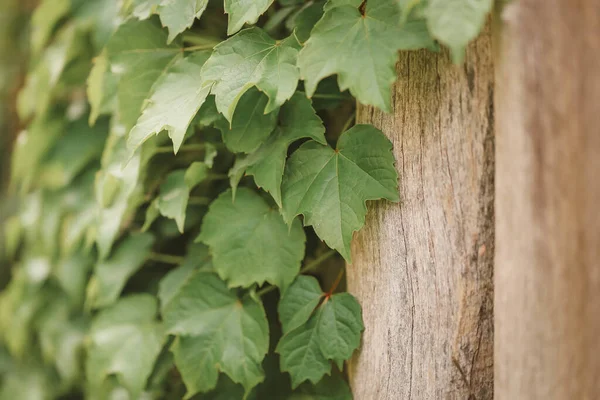 Selektiv Fokusbild Gröna Murgröna Blad — Stockfoto