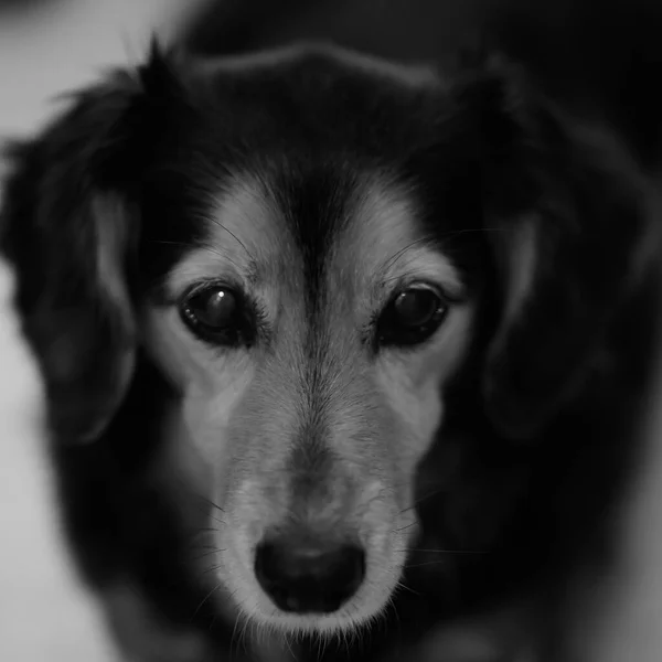 Een Grijswaarden Shot Van Een Schattig Hond Een Straat — Stockfoto