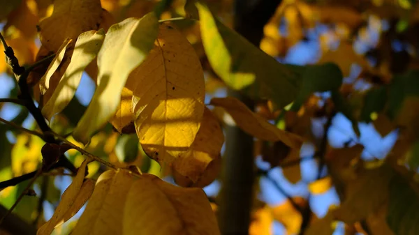 Selektywne Ujęcie Jesiennych Liści Drzewie — Zdjęcie stockowe