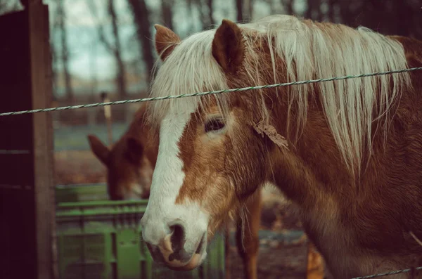 Primer Plano Caballo Marrón Una Granja — Foto de Stock