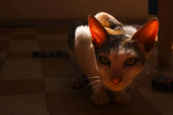 Gato Sentado Chão Olhando Para Câmera — Fotografia de Stock