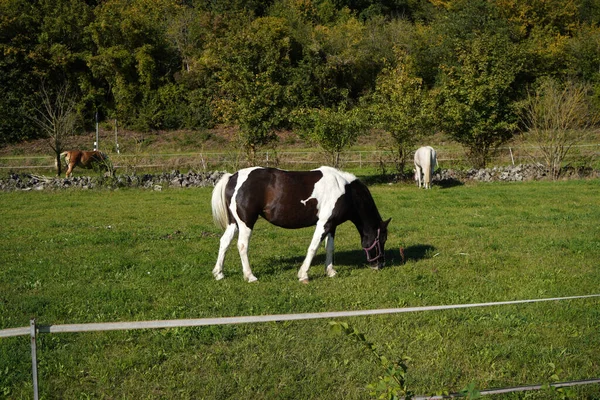 Egy Gyönyörű Kép Egy Legelő Pinto Lóról — Stock Fotó