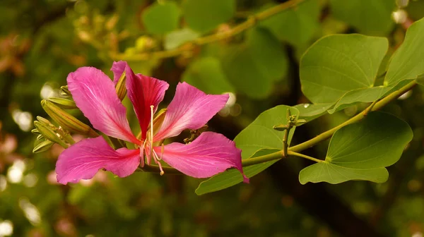 植物園で栽培されているピンクの香港蘭の木の花の選択的な焦点ショット — ストック写真