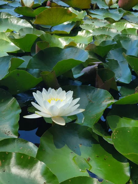 High Angle Shot White Lotus Flower Reflective Pond — Stock Photo, Image