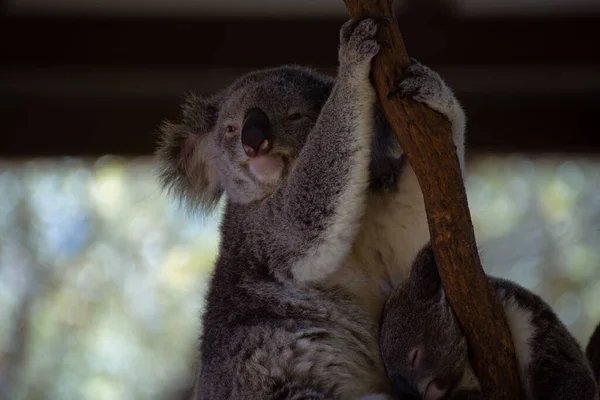 Zbliżenie Słodkie Śmieszne Koala — Zdjęcie stockowe