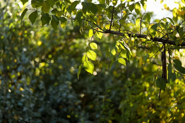 Closeup Selective Focus Shot Foliage Branches — Stock Photo, Image