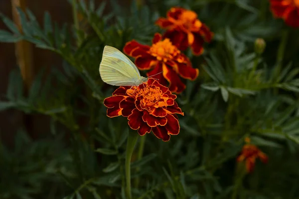 Kadife Çiçeğine Tünemiş Beyaz Bir Kelebeğin Yakın Çekimi — Stok fotoğraf