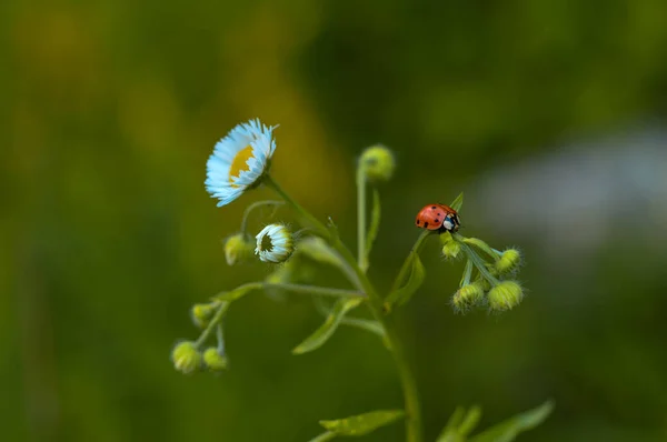 Tiro Seletivo Foco Uma Joaninha Uma Flor Florescendo Azul — Fotografia de Stock