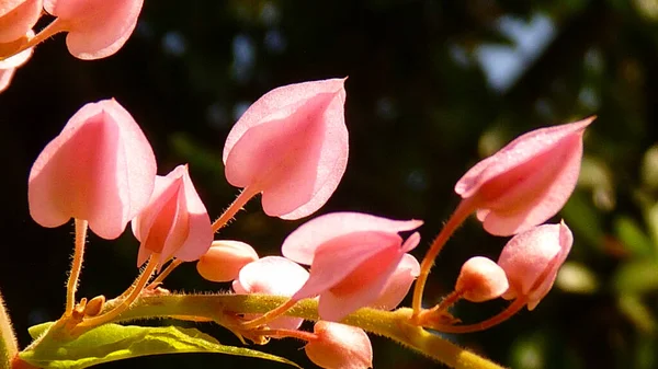 Uno Scatto Ravvicinato Anthurium Rosa Sfondo Sfocato — Foto Stock