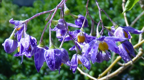 Macro Shot Purple Nightshade Dulcamara Flowers Garden — Stock Photo, Image