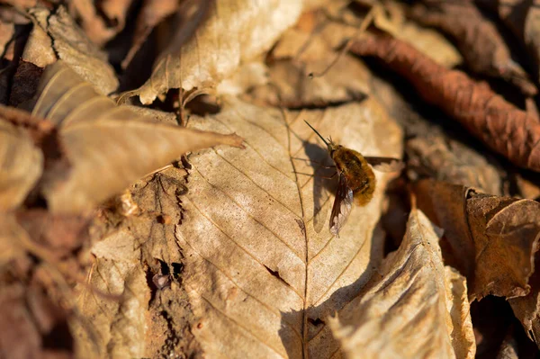 Zbliżenie Dużej Muchy Pszczoły Siedzącej Suchym Liściu — Zdjęcie stockowe