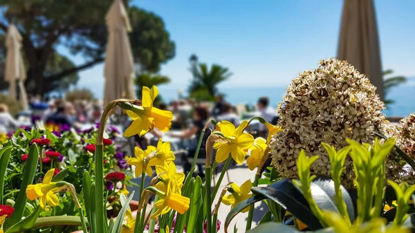 Ein Schöner Blick Auf Einen Garten Mit Narzissenblumen — Stockfoto