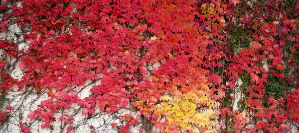 Widok Jesiennych Liści Winorośli Czołgających Się Ścianie — Zdjęcie stockowe