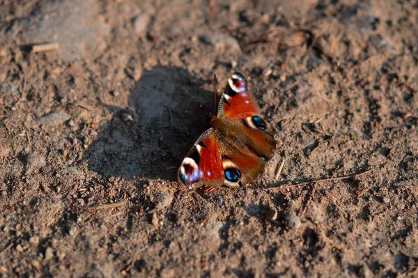 一只孔雀蝴蝶在地面上的特写 — 图库照片