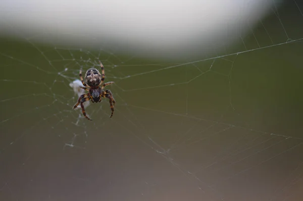 Nahaufnahme Einer Spinne Die Ein Spinnennetz Strickt — Stockfoto