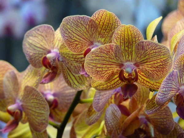 Selective Focus Shot Phalaenopsis Flowers — Stock Photo, Image