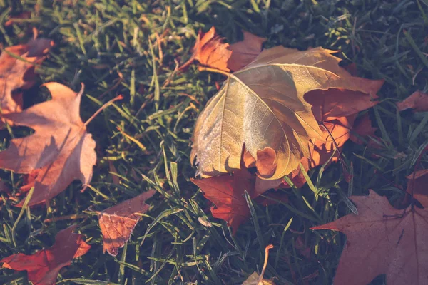 Eine Nahaufnahme Von Orangenbaumblättern Konzept Des Herbstes — Stockfoto