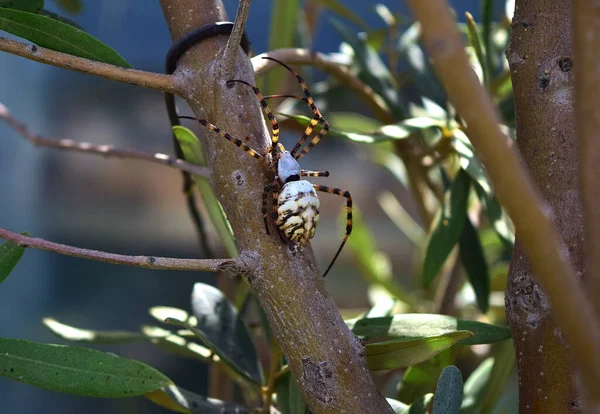 Μια Επιλεκτική Φωτογραφία Της Lobed Argiope Spider Κλαδιά Ελιάς — Φωτογραφία Αρχείου