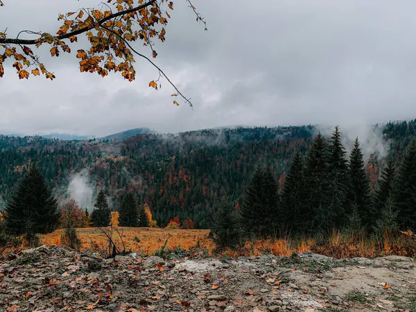 Eine Wunderschöne Landschaft Nebeligen Waldes Perfekt Für Tapeten — Stockfoto