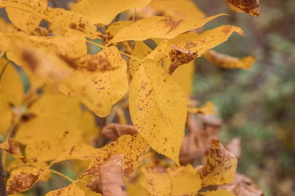 Een Selectieve Focus Shot Van Herfst Bladeren Een Dag — Stockfoto