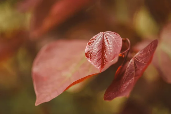 Een Selectieve Focus Shot Van Rood Blad — Stockfoto