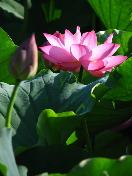 Tiro Vertical Lótus Rosa Branco Com Folhas Verdes — Fotografia de Stock