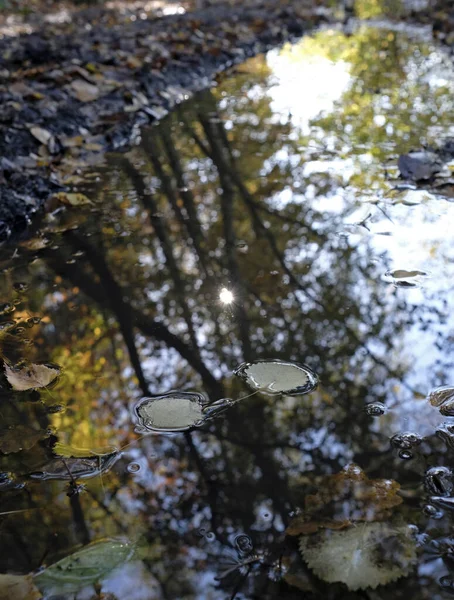 Een Selectieve Focusopname Van Een Vuile Plas Regenwater Met Herfstbladeren — Stockfoto