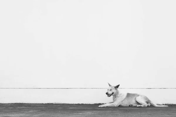 Grayscale Shot Dog Sitting Outdoors — Stock Photo, Image