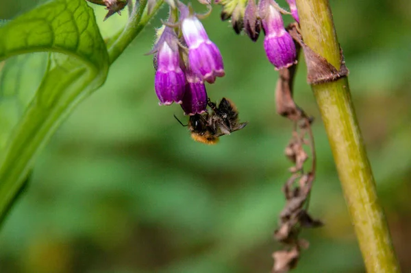 Eine Nahaufnahme Einer Biene Die Pollen Auf Lila Glockenblumen Sammelt — Stockfoto