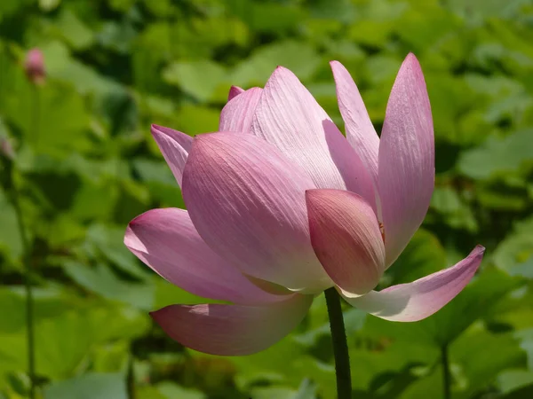 Eine Nahaufnahme Einer Rosa Lotusblume Ihrer Vollen Blüte Frühling — Stockfoto