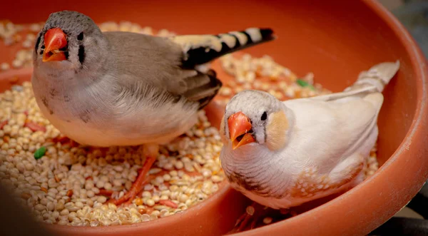 A high angle shot of zebra finch birds eating seeds on a bowl