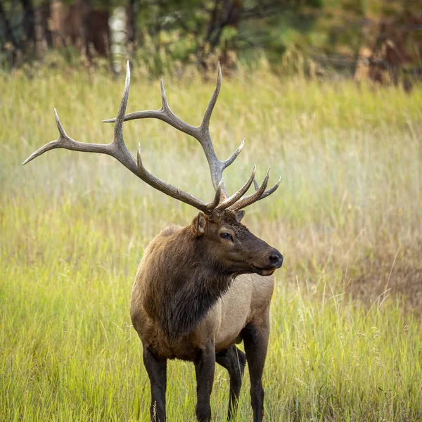 Een Prachtige Wapiti Zijn Natuurlijke Habitat Een Zonnige Dag — Stockfoto