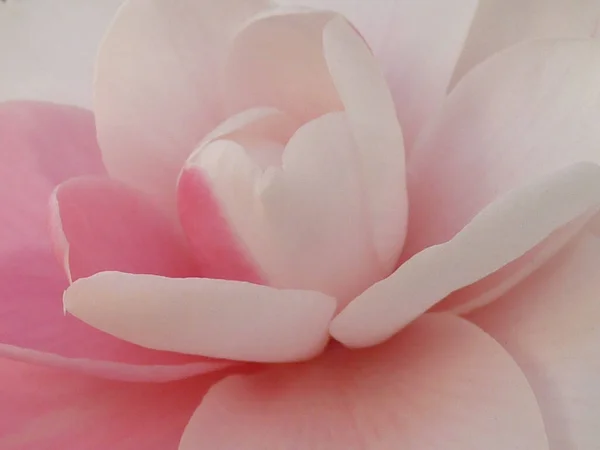 Macro Pink Camellia — Stock Photo, Image