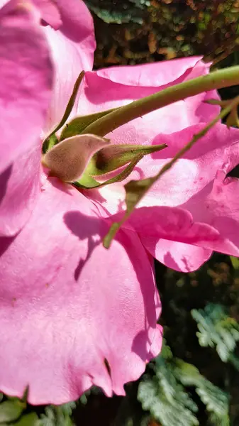 Vertikální Detailní Záběr Růžové Růže Zahradě Zachycené Během Dne — Stock fotografie