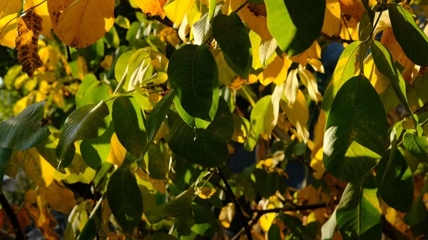 Focus Selettivo Foglie Autunnali Sull Albero — Foto Stock