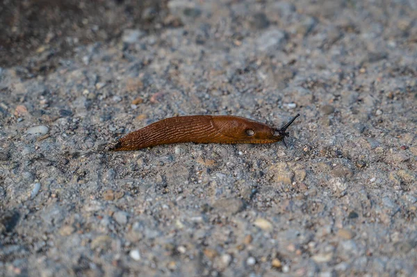 Een Selectieve Scherpstelopname Van Een Kogel Grond — Stockfoto