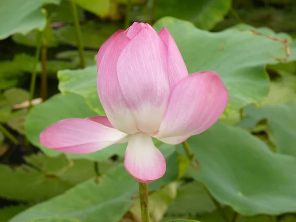 Plan Rapproché Une Fleur Rose Lotus Pleine Floraison Printemps — Photo