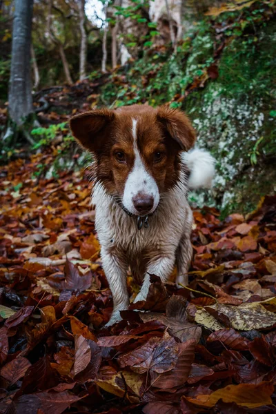 Een Verticaal Shot Van Een Border Collie Hond Een Herfst — Stockfoto