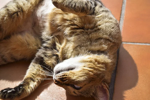 Вибірковий Фокус Знімок Чарівної Кішки Лежить Підлозі — стокове фото