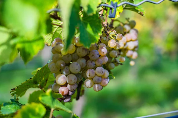 Enfoque Selectivo Maduración Uvas Viñedo — Foto de Stock