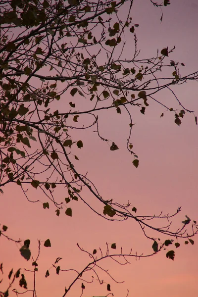 Svislý Nízký Úhel Záběru Siluety Větví Stromu Během Západu Slunce — Stock fotografie