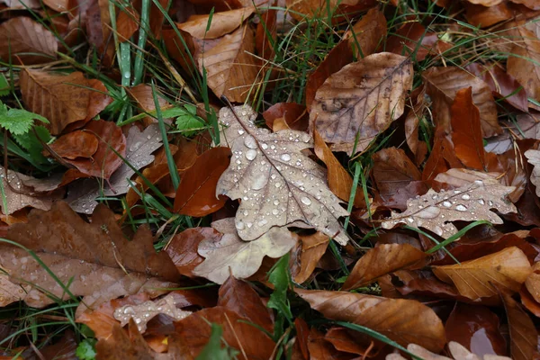 Ein Blick Von Oben Auf Bunte Herbstblätter Auf Dem Boden — Stockfoto