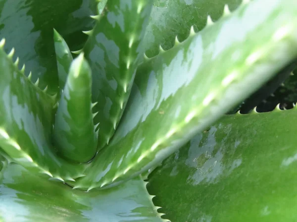 Közelkép Zöld Aloe Vera Növény Érett Leveleiről — Stock Fotó