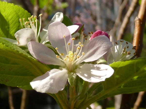 庭に咲く桜の花のクローズアップ — ストック写真